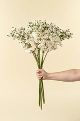Delphinium Floral Stem, White