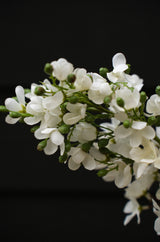 Delphinium Floral Stem, White