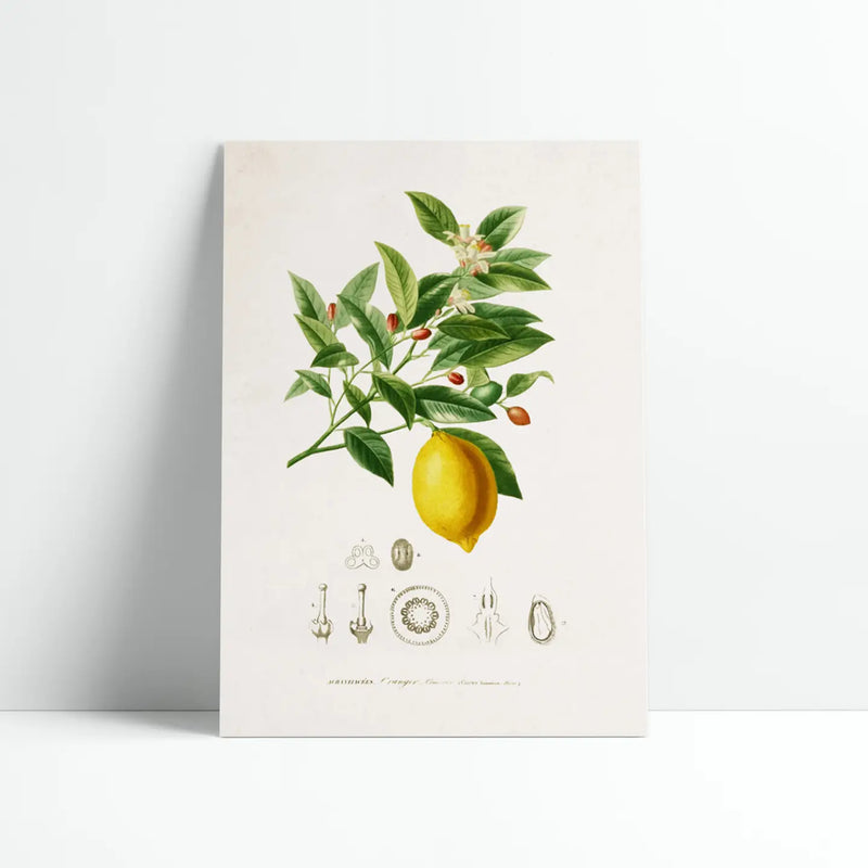 Botanical Board - Lemon Art Print