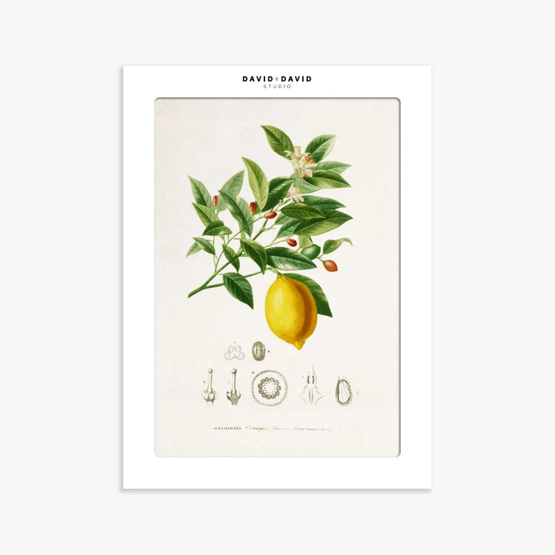 Botanical Board - Lemon Art Print