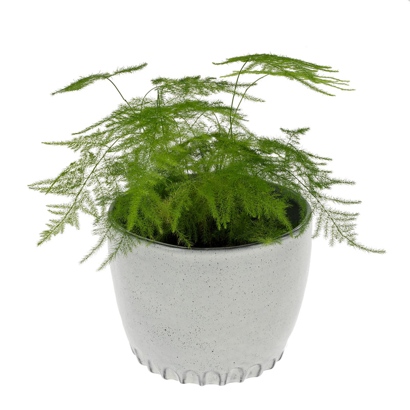 Cultivar Pot, Grey