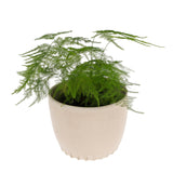 Cultivar Pot, Cream