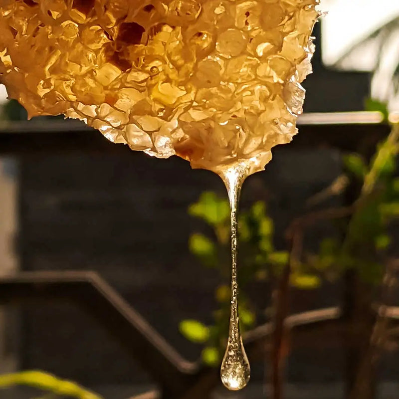 Honey Repair Lip Balm