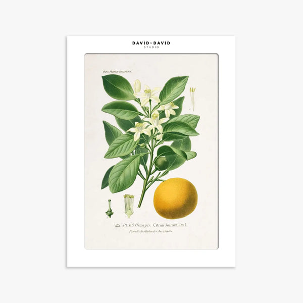 Orange CITRUS Art Print