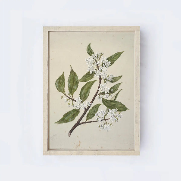 Vintage Flower Drawing 8.5x7