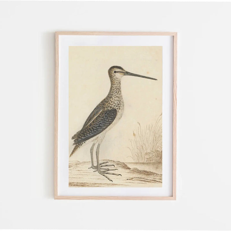 Sea Life Vintage Art Print 8x10" with Frame