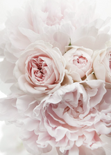 LE Art: PEONIES AND ROSES